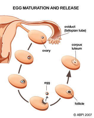 egg maturation and release