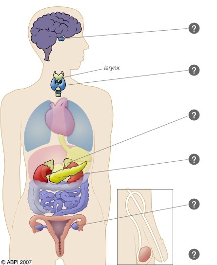 Diagram showing the endocrine glands