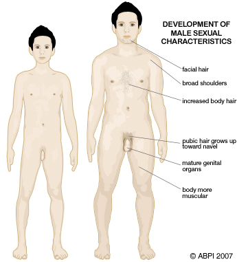 A male child and a mature man stand side by side showing the development of male sexual characteristics. Facial hair, broad shoulders, increased body hair, pubic hair, mature genital organs and a more muscular body are highlighted