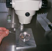 A scientist holding a thin needle looks through a microscope at a petri dish.