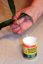 A plant cutting with the base of its stem being dipped in rooting hormone powder