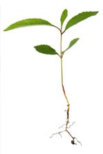 A plant cutting with initial root growth